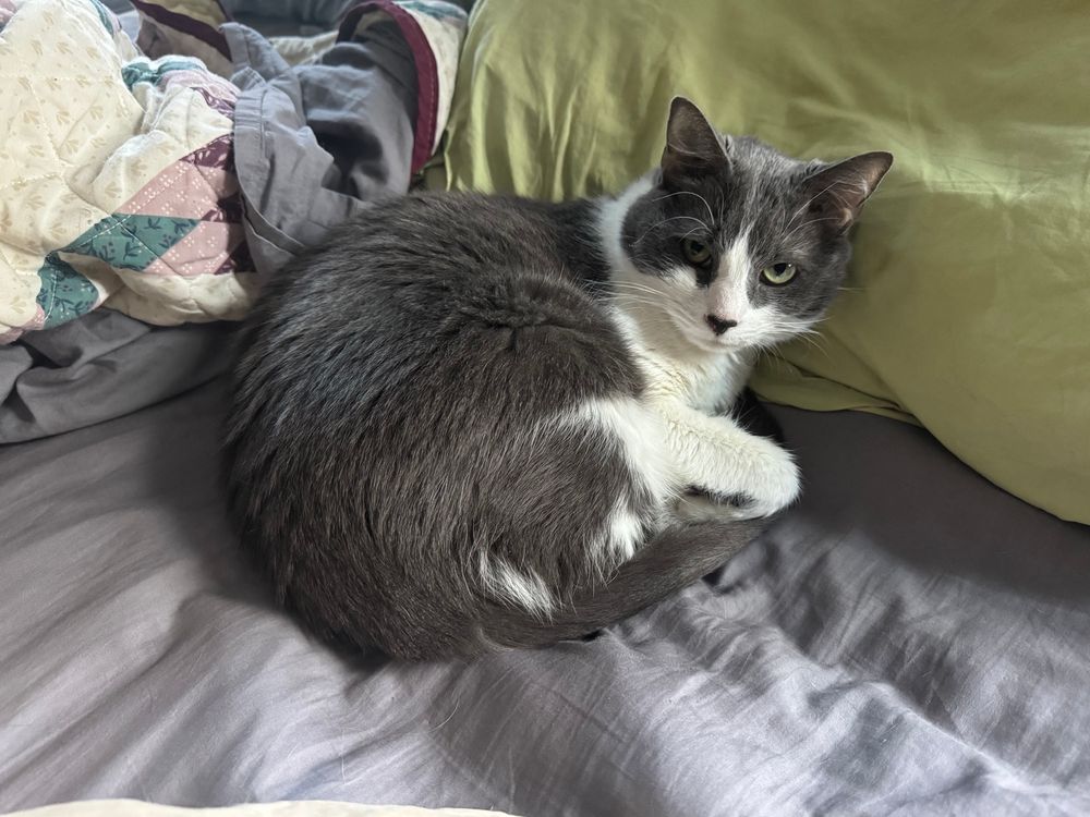 A gray-and-white cat is curled up very compactly in a sunbeam and is looking at the camera.