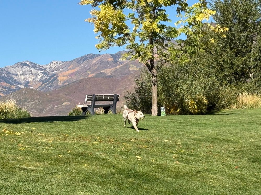 A white dog running with a ball in a park with mountains in the background. 