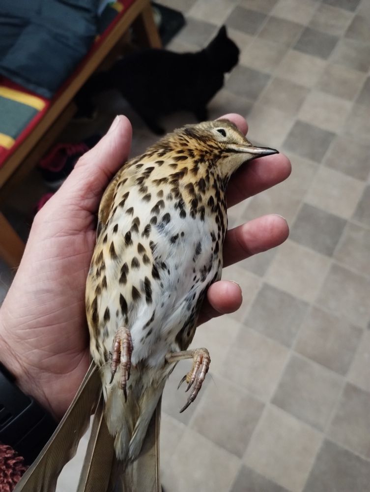 A dead Thrush. Broken neck, but otherwise undamaged. What a waste. 