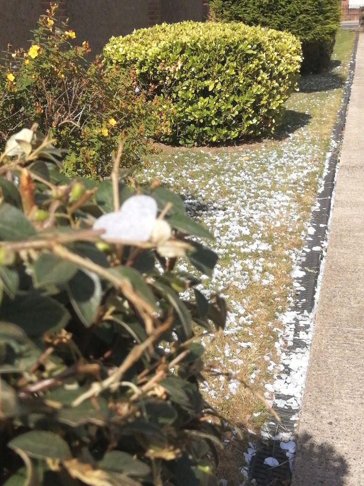Lots of confetti on bushes and grass. 