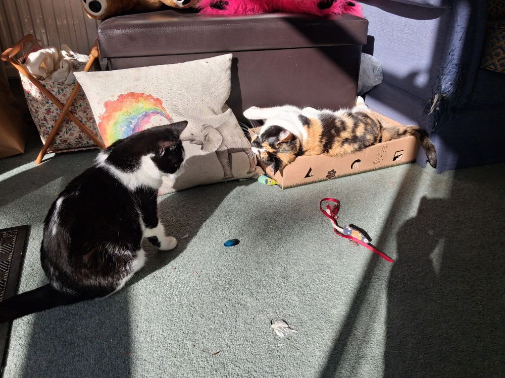 A black and white cat and a calico cat relaxing together in a patch of sunlight. 