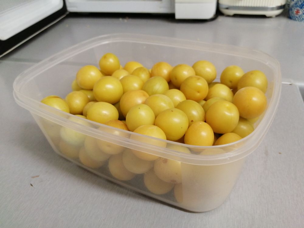A box full of small yellow plums/greengages. 