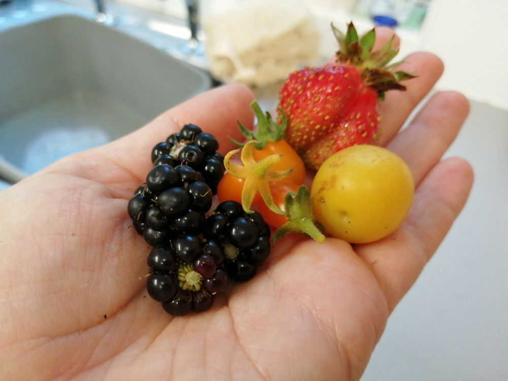 A handful of garden produce: 4 blackberries, 3 very tiny tomatoes, 1 strawberry and 1 yellow plum. 