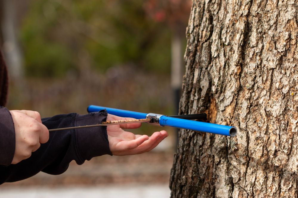A woman is using her right hand to pull an extractor out of the increment borer while her left hand is supporting below. ON the extractor is a tree core (a 5 mm diameter cylinder of wood) that is just taken out of the tree with the increment borer.