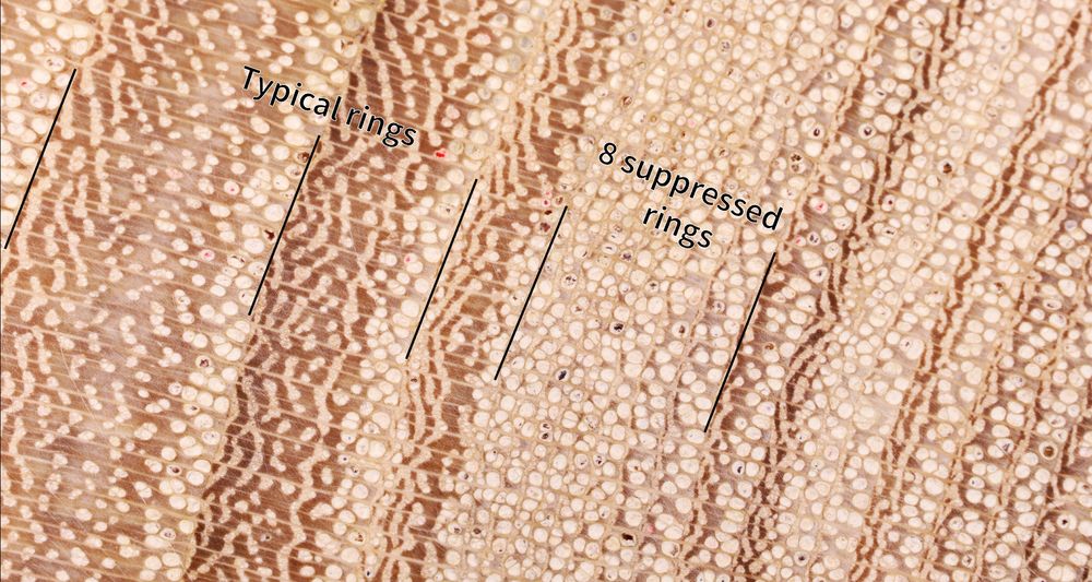 Close-up microscopic view of a cross section of a hackberry tree, showing the annual rings. On the left we see some tree rings with normal sizes (1 - 3 mm in width). In the middle we see a row of 8 very narrow rings (0.1 mm or less) signifying suppressed growth.