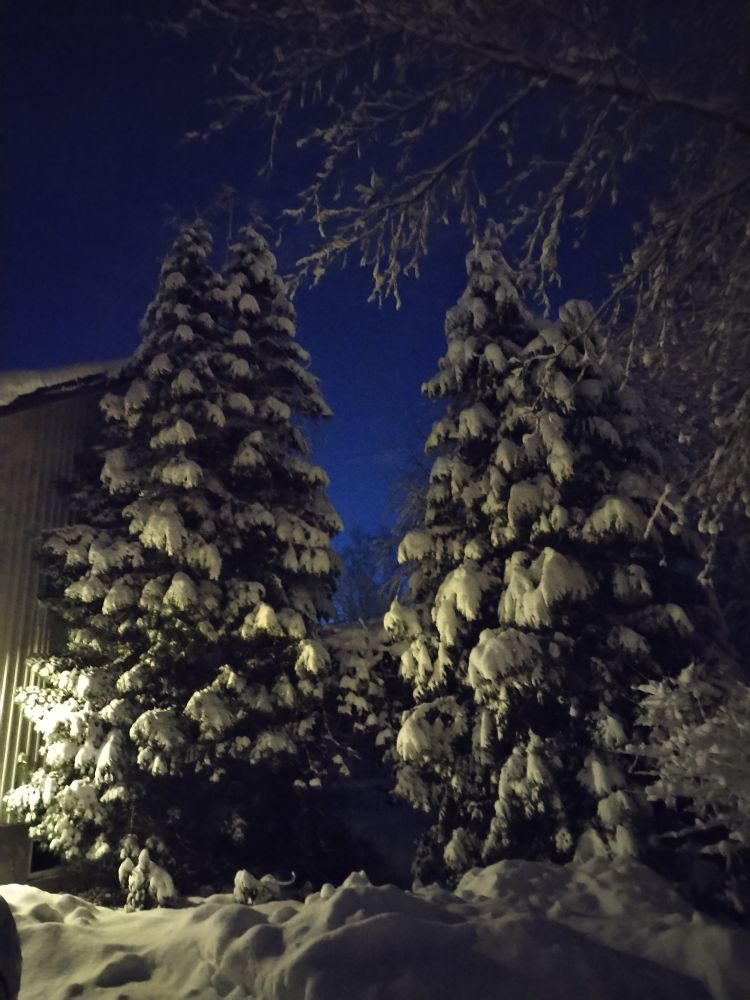 Isot, lumiset tuijat talon päädyssä. 