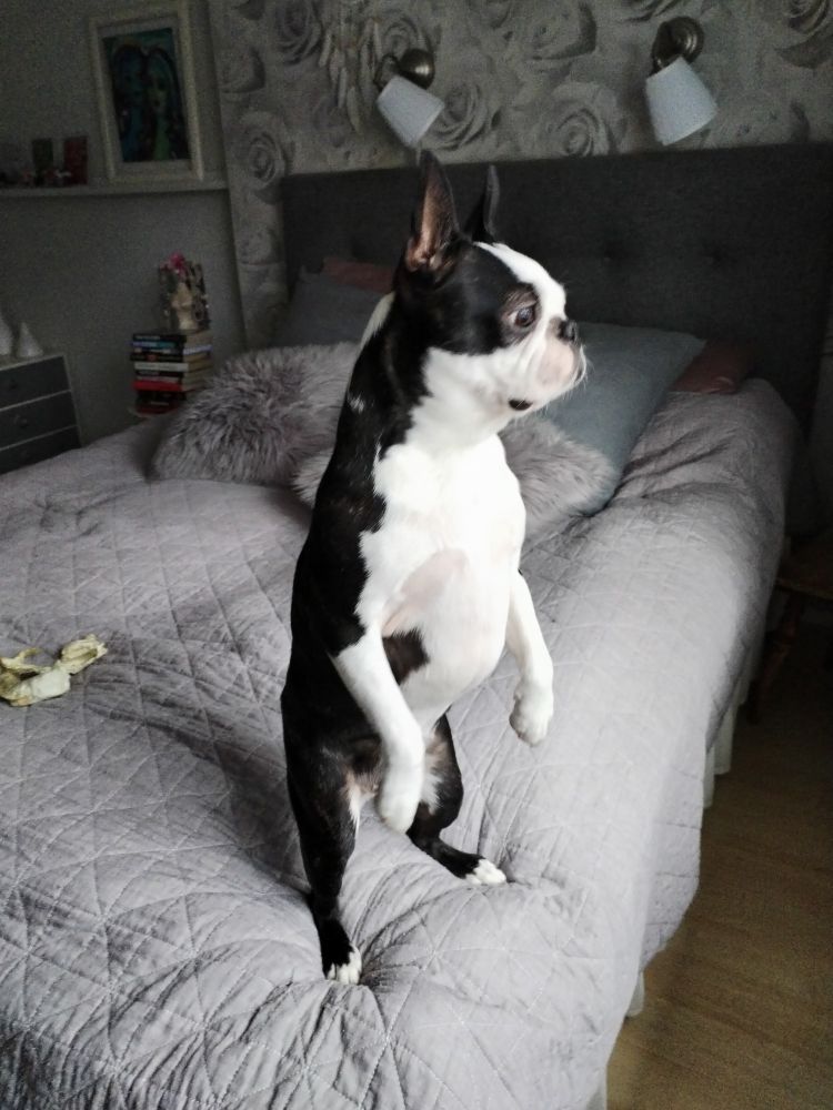 Koira istuu sängyllä kuin mangusti, peppu maassa ja etutassut ylhäällä. 