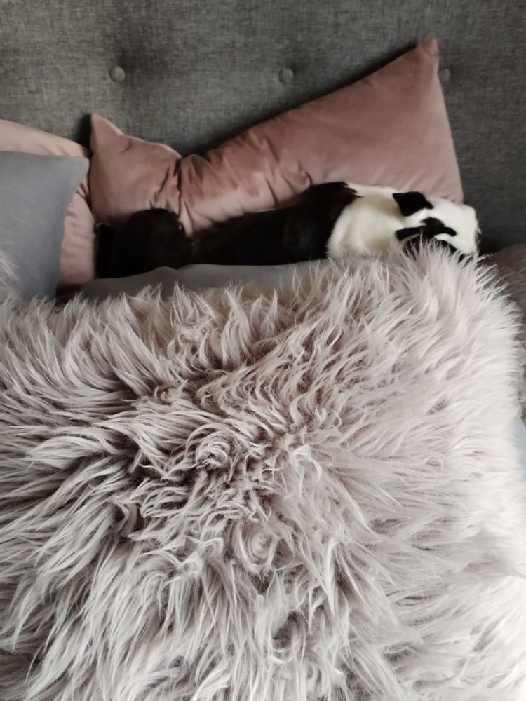 Bostoninterrieri nukkuu tyynyjen välissä. 