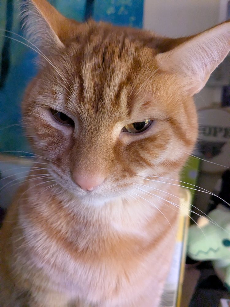 Close up of handsome orange cat 