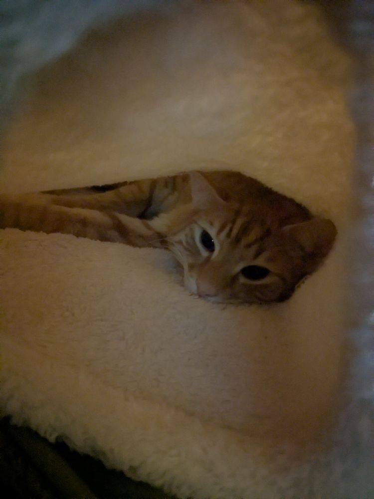 Handsome orange cat sleeping inside the pink blanket 