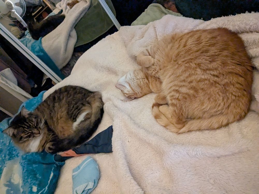 Handsome orange cat curled up on the pink blanket, his head flipped to look at fluffy tabby curled up to his left. He is not ready to sleep.