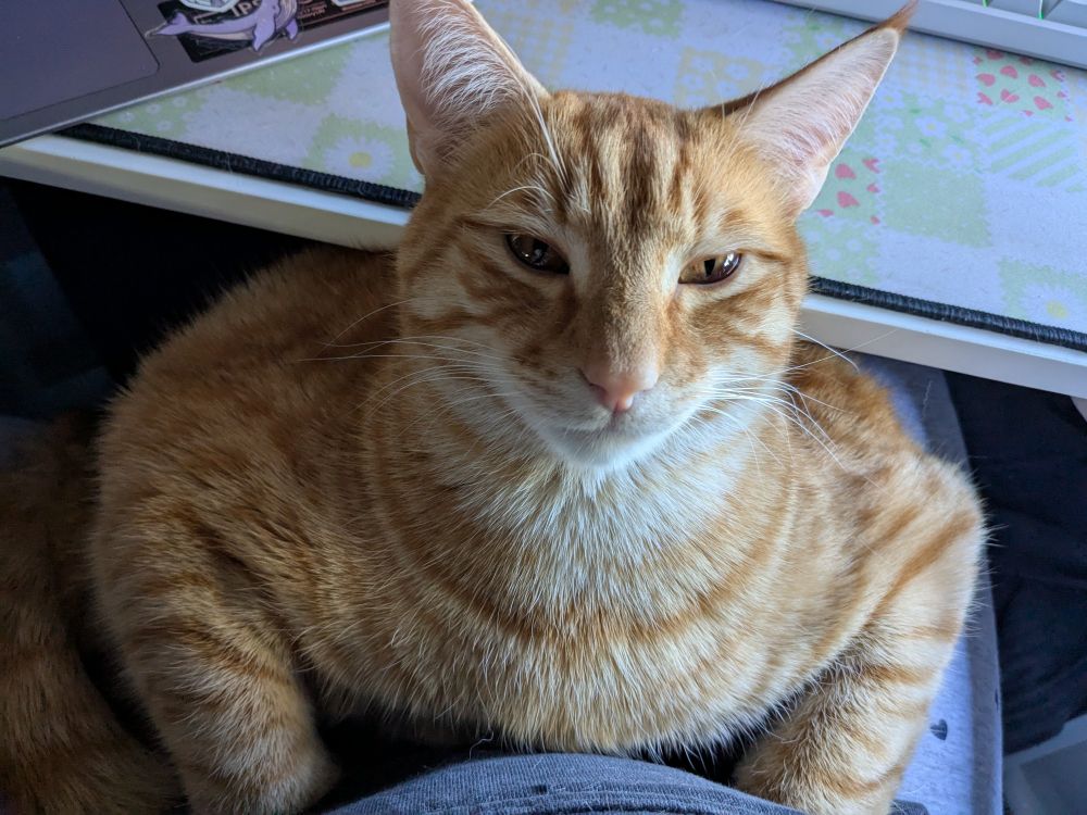 Handsome orange cat sitting in my lap looking like a roast chicken. He is WIDE.