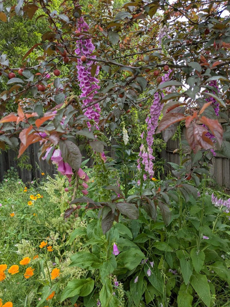 Foxglove spikes growing up through a low hanging branch of a nearby black cherry plum tree.