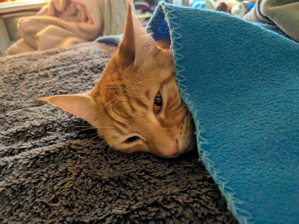 Handsome orange cat peeking out of a blue blanket
