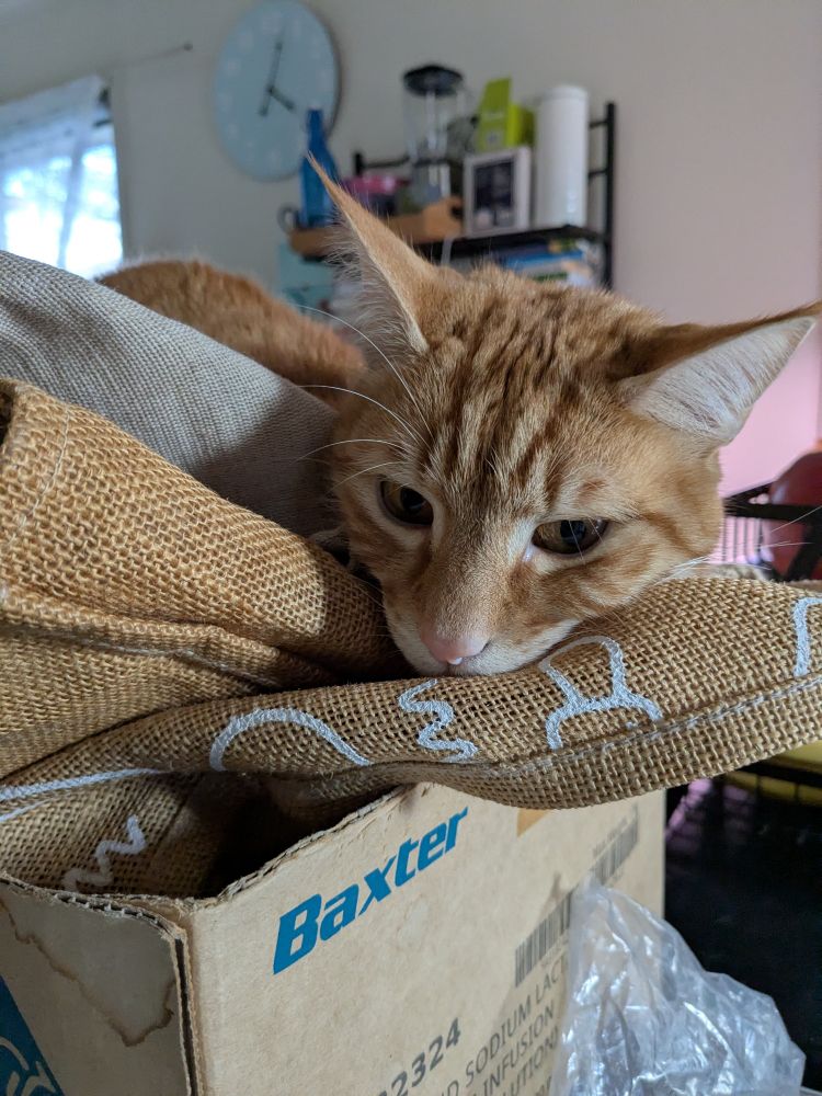 Handsome orange cat sitting in a cardboard box filled with heshien bags. He looks like he's thinking real hard.