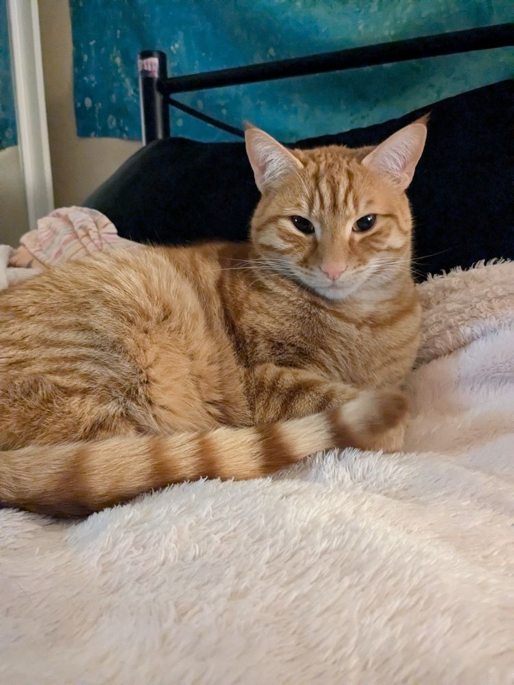 Handsome orange cat reclining in bed.