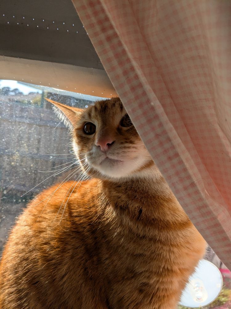 Handsome orange cat sitting in a window sill behind a pink plaid curtain. He doesn't look pleased to be receiving attention.