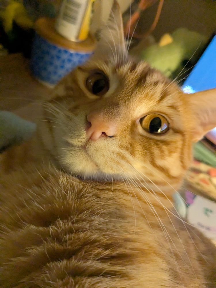 Close up of handsome orange cat 