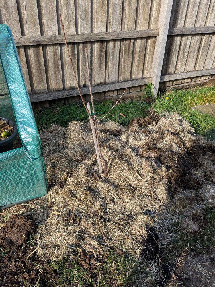 Hibernating Cherry newly planted, surrounded by sugarcane mulch 
