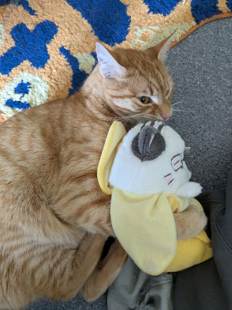 Handsome orange cat attacking a small banana cat plush