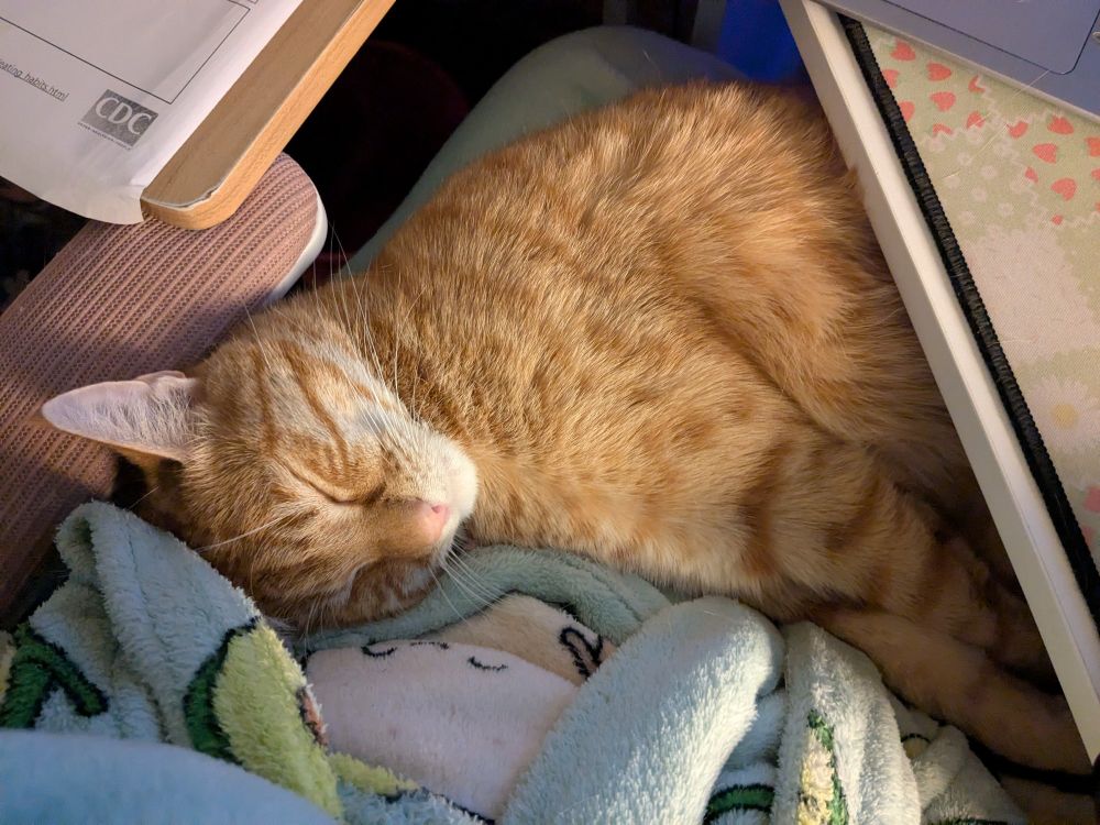 Handsome orange cat sleeping very comfortably on my lap, that is too small for him.