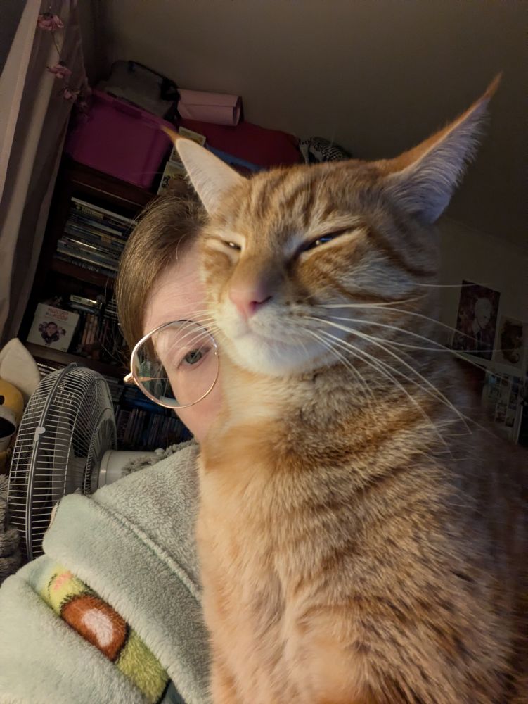 Handsome orange cat blocking my face. He requires attention 