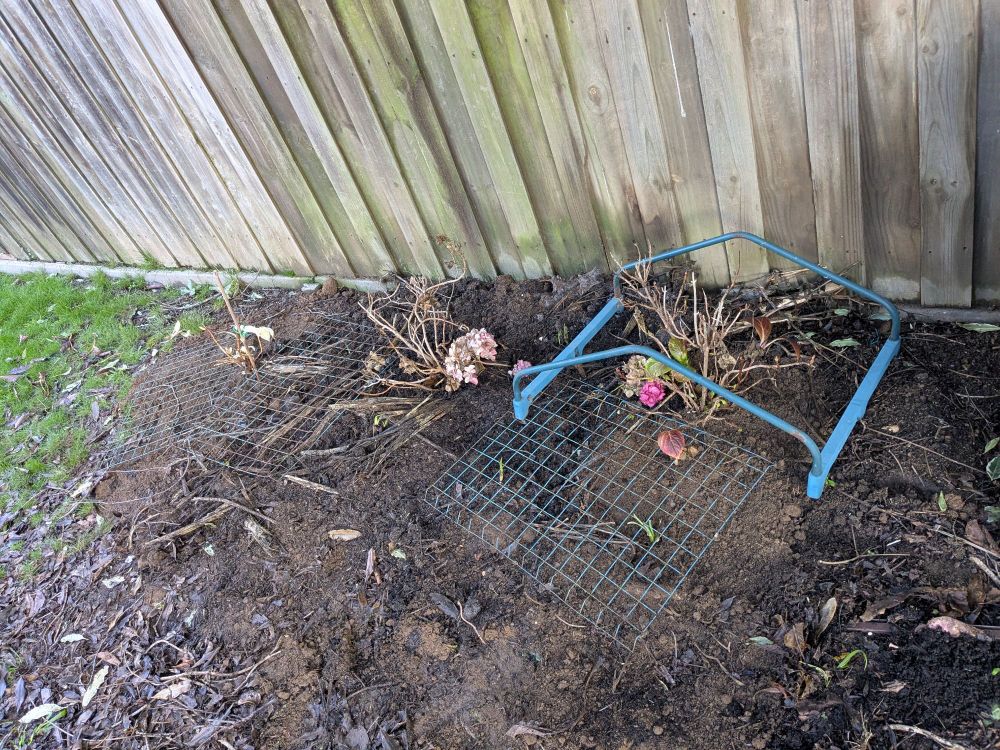 Hibernating hydrangeas replanted into the ground with some sleeping comfrey. They're adorned by yard scraps (some metal grid shelves and a frame) to prevent the local blackbirds from digging up their soil.