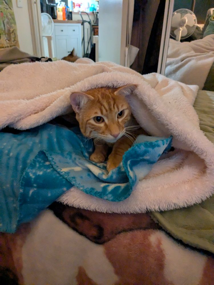 Handsome orange cat emerging from under the pink blanket 