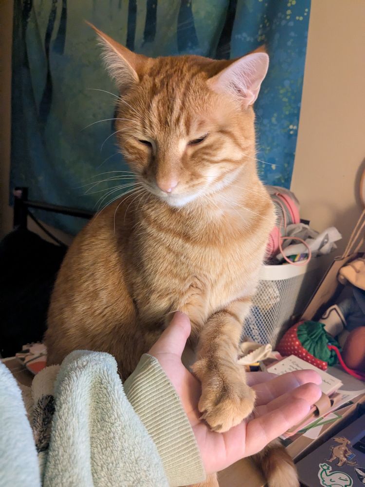 Handsome orange cat gripping my hand with his paw, with malicious intent.
