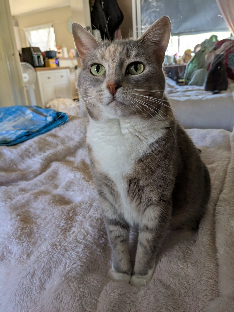 Rotund grey and cream torbie sitting on a bed with a light pink blanket.