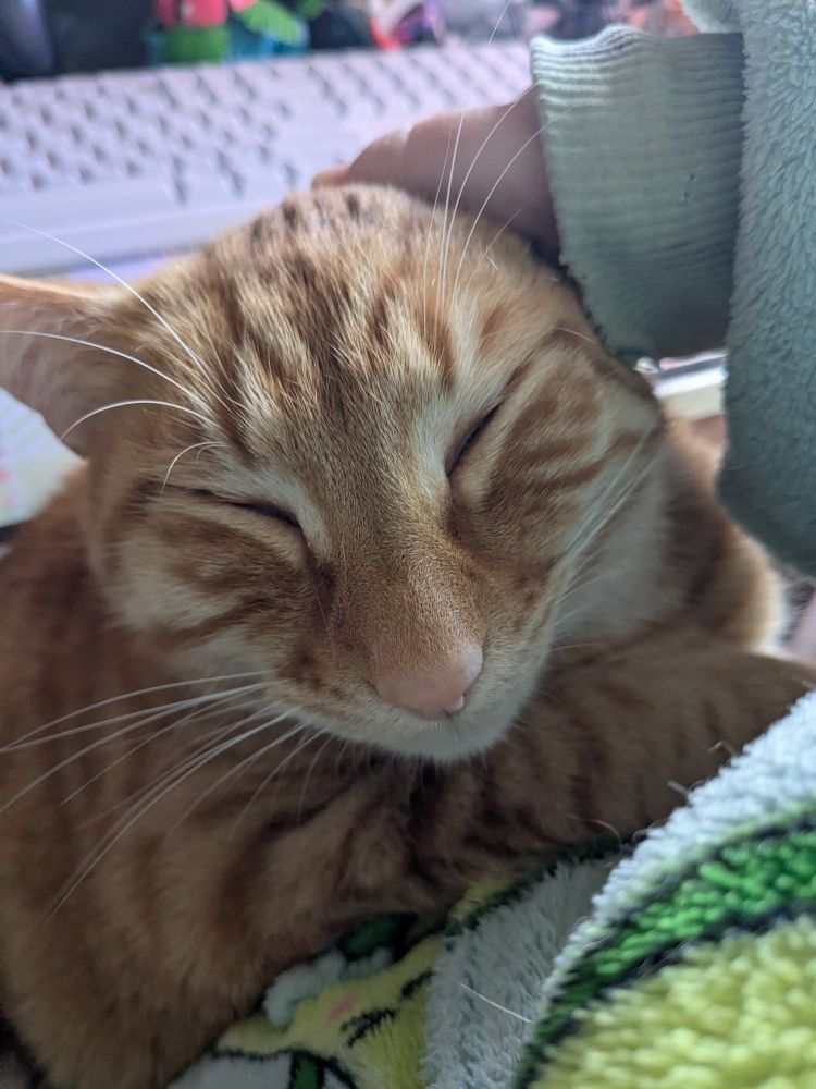 Close up of handsome orange cat mid-pat
