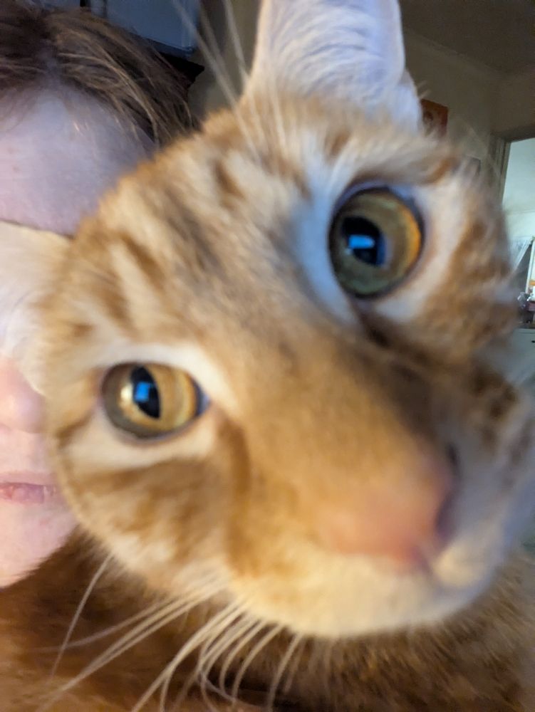 Very blurry close up of handsome orange cat's face