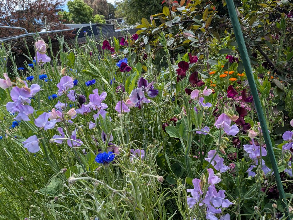 A flurry of sweet peas blooming, a mix of purples and burgandy, with some blue cornflowers.