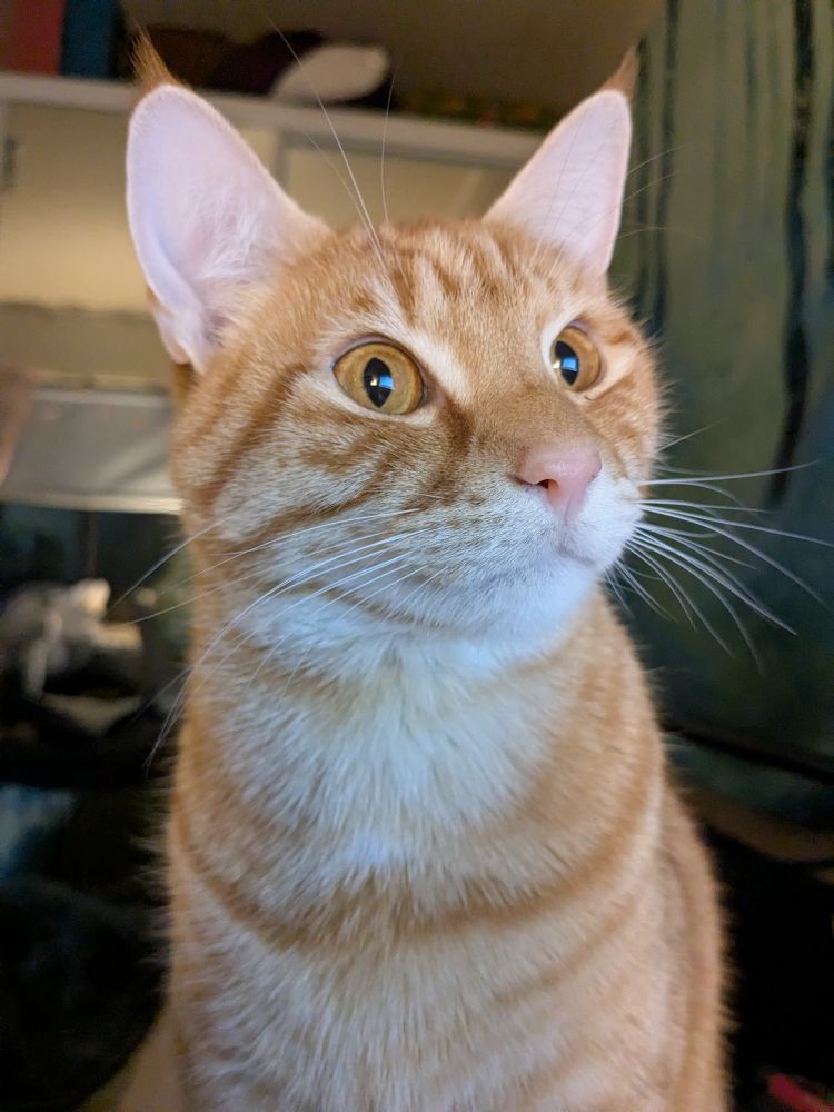 Handsome orange cat looking away from camera