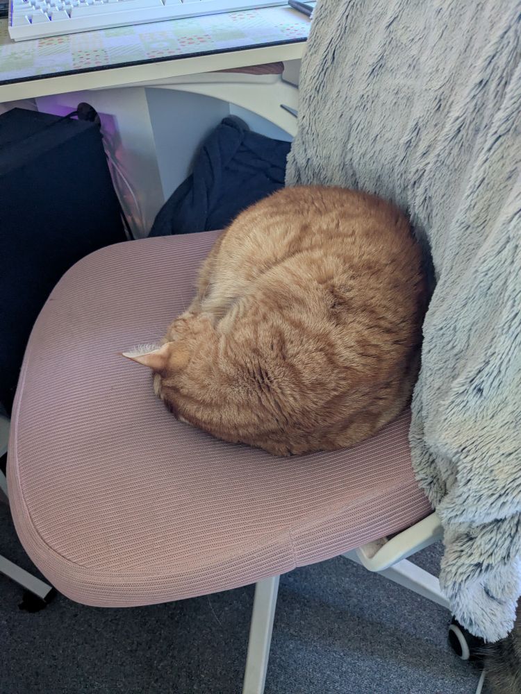 Handsome orange cat curled up in a ball tightly on a pink desk chair.