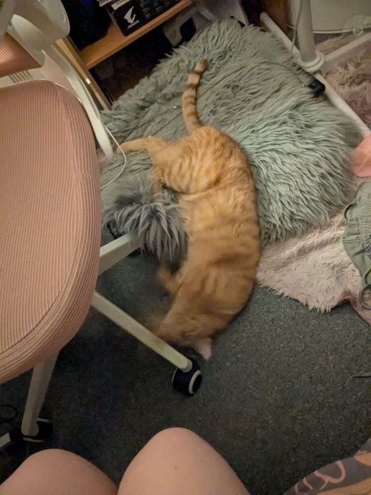 Handsome orange cat laying on the ground, blurred by the fact he is wiggling too fast for the camera.