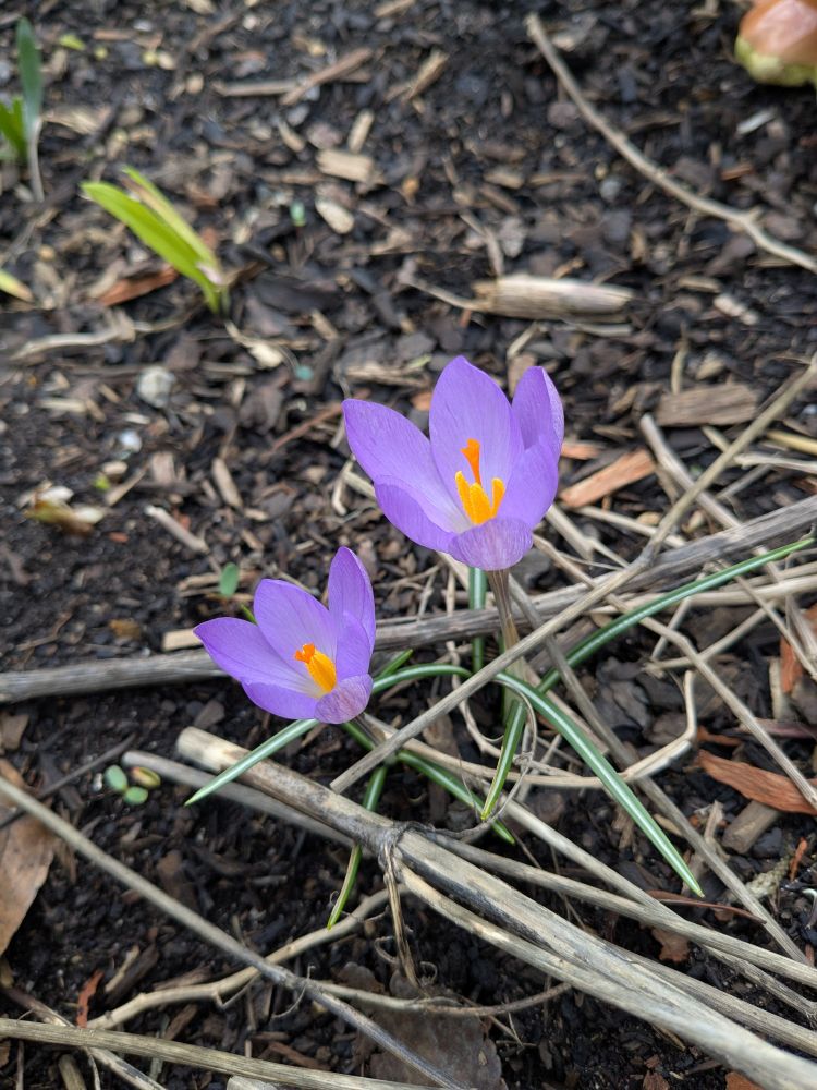 Blooming crocus signalling the beginnings of spring (it's COLD)