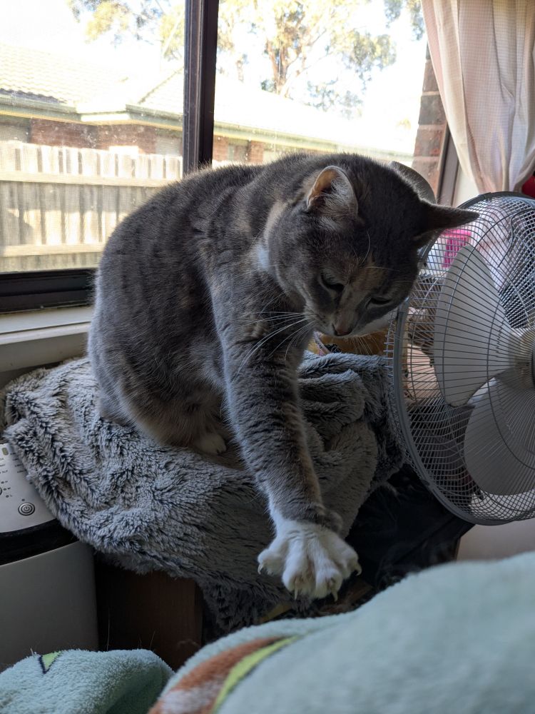 Rotund grey torbie stretching out her little, white-socked paw to grab my arm as I sit at the desk. 