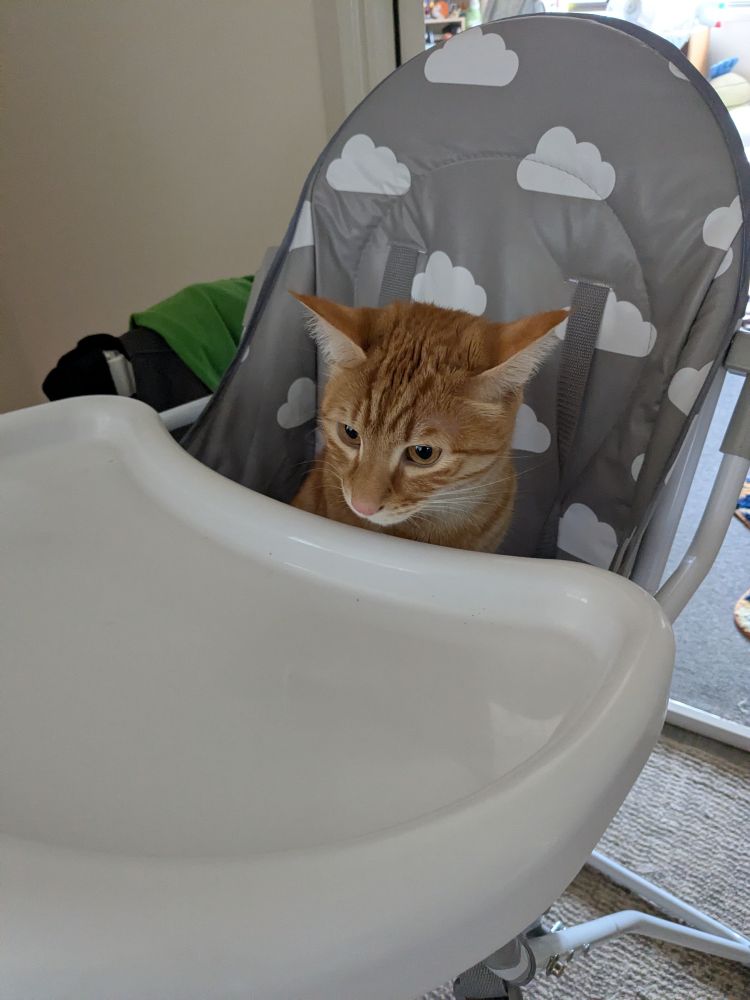 Handsome orange cat sitting in a baby high chair. 