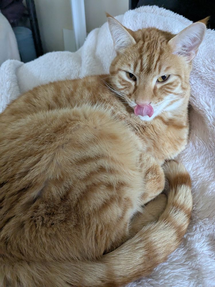 Handsome orange cat laying on the pink blanket, licking his nose.