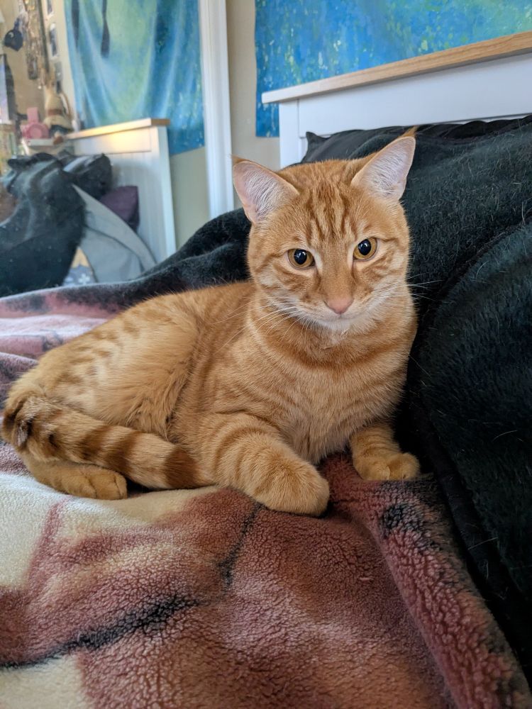 Handsome orange cat curled at the head of the bed. Something off camera has taken his attention 