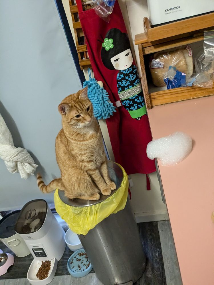 Handsome orange cat sitting on top of a kitchen bin, he is looking keenly at a bunch of soap suds on the counter.