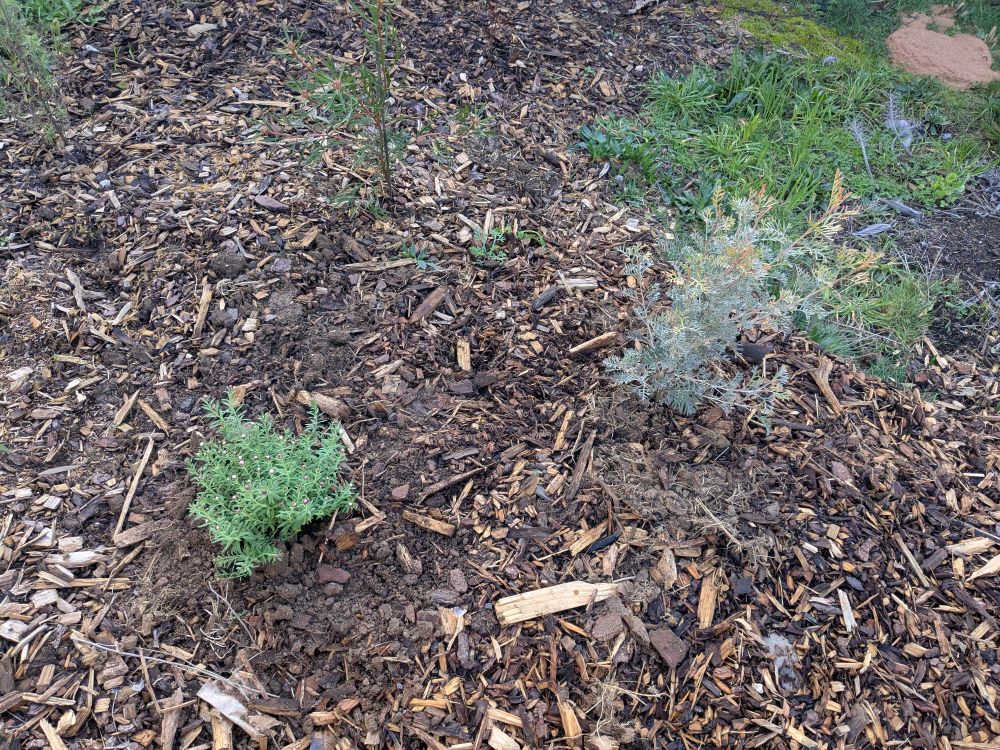 A newly planted paper daisy (rhodanthe) and a cultivar of Grevillea (soopa doopa). Behind them is an Isopogon happily growing.
