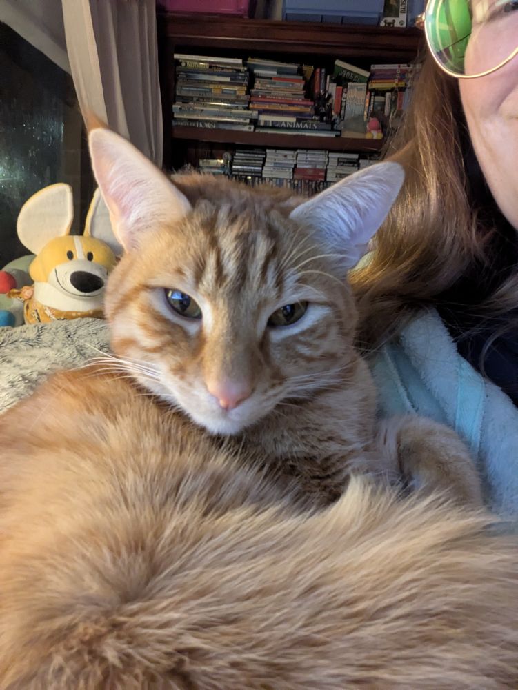 Handsome orange cat in my arms looking at the camera. Behind him is a corgi plush that the camera chose to focus on instead of Barnaby.