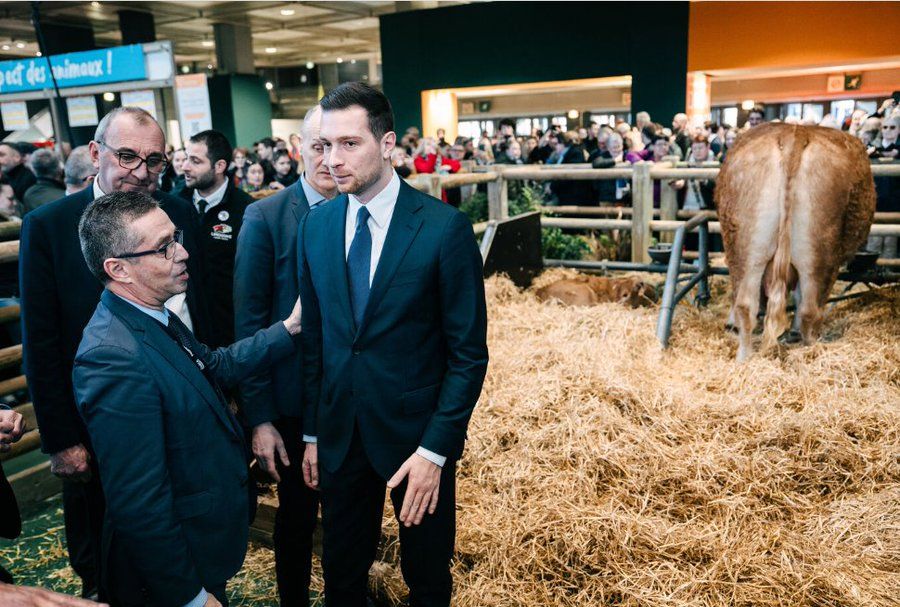 Bardella vache