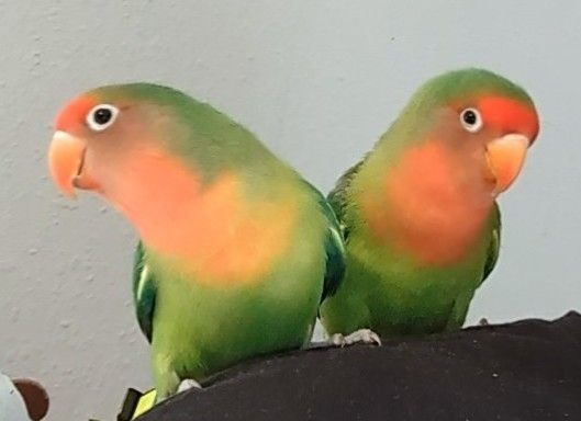 Zwei grün orangene Papageien sitzen auf einer Schulter. Beide schauen mit 1 Auge in die Kamera.