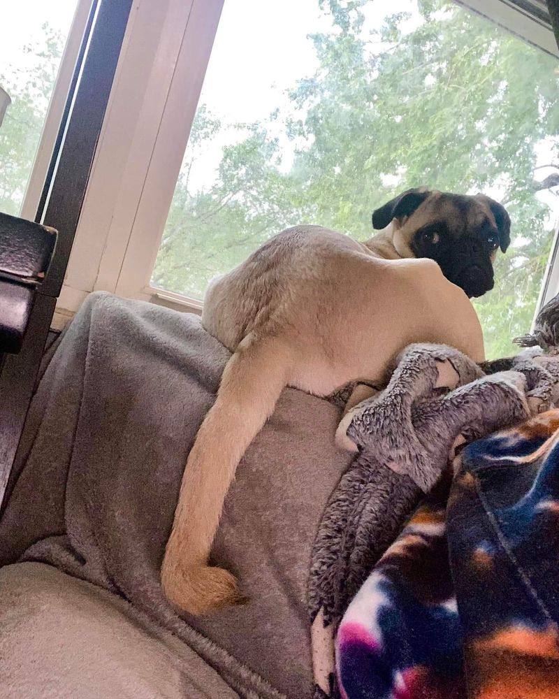 Pug sitting on a couch looking out a window with an extremely long tail