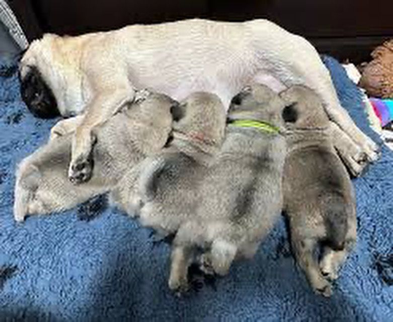 Puppies nursing on a pug. Play on words. Sucking the life out of a campaign budget like these dogs are their mom 