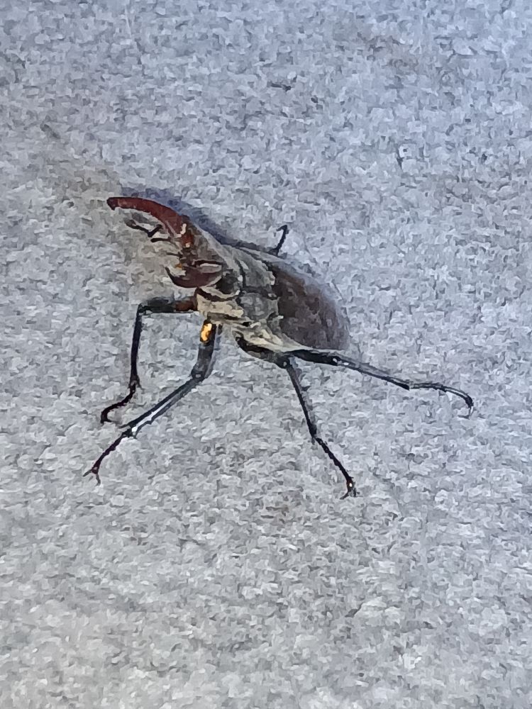 Stag Beetle found in our house l.