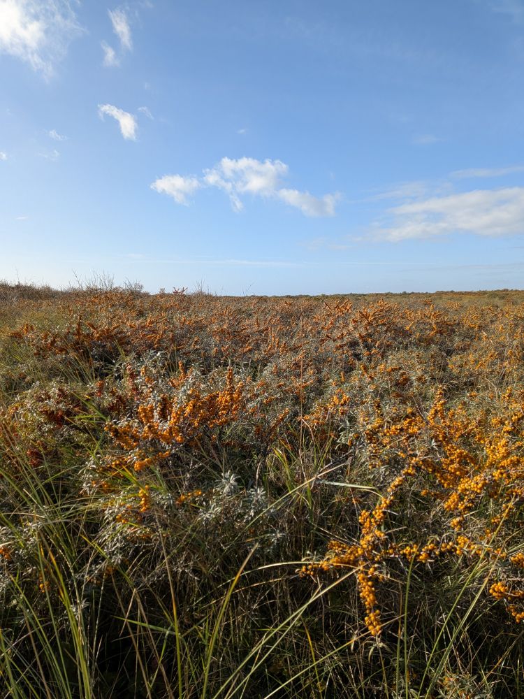Een veld vol groen en oranje duindoorn met daarboven een blauwe lucht met een paar wolkjes.
